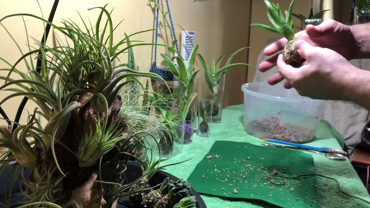 “How-To” Kokedama/Moss Wraps For Succulents