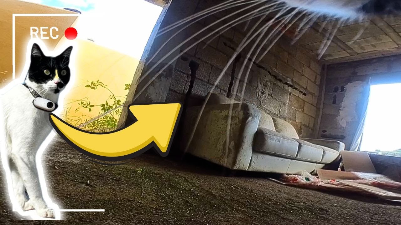 Cat wearing a Camera Explores an Old Abandoned House