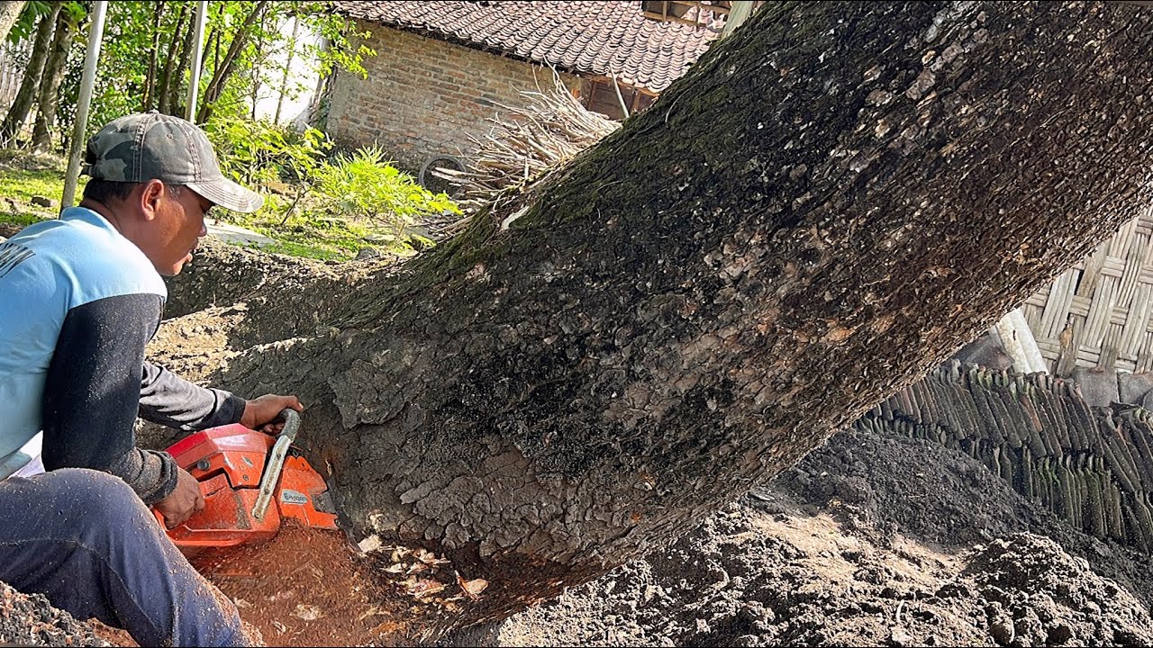 High risk !! Old leaning Trembesi Tree Vs Monster Saw.