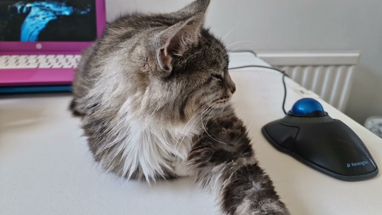 Longer sleepy cat... 