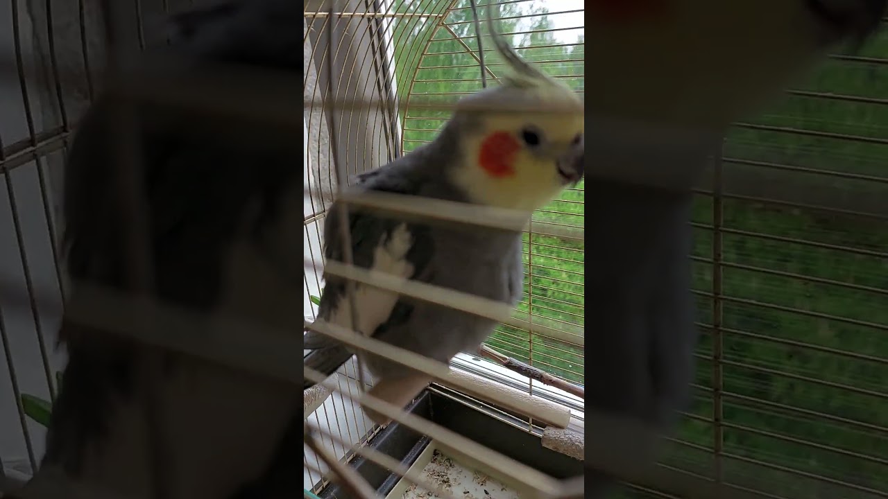 #parrot #the parrot #subscribe #папуга #nimphicus hollandicus #корела