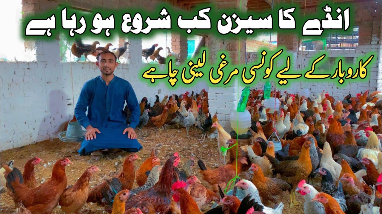 Golden Misri Hens Farming in Pakistan 2025
