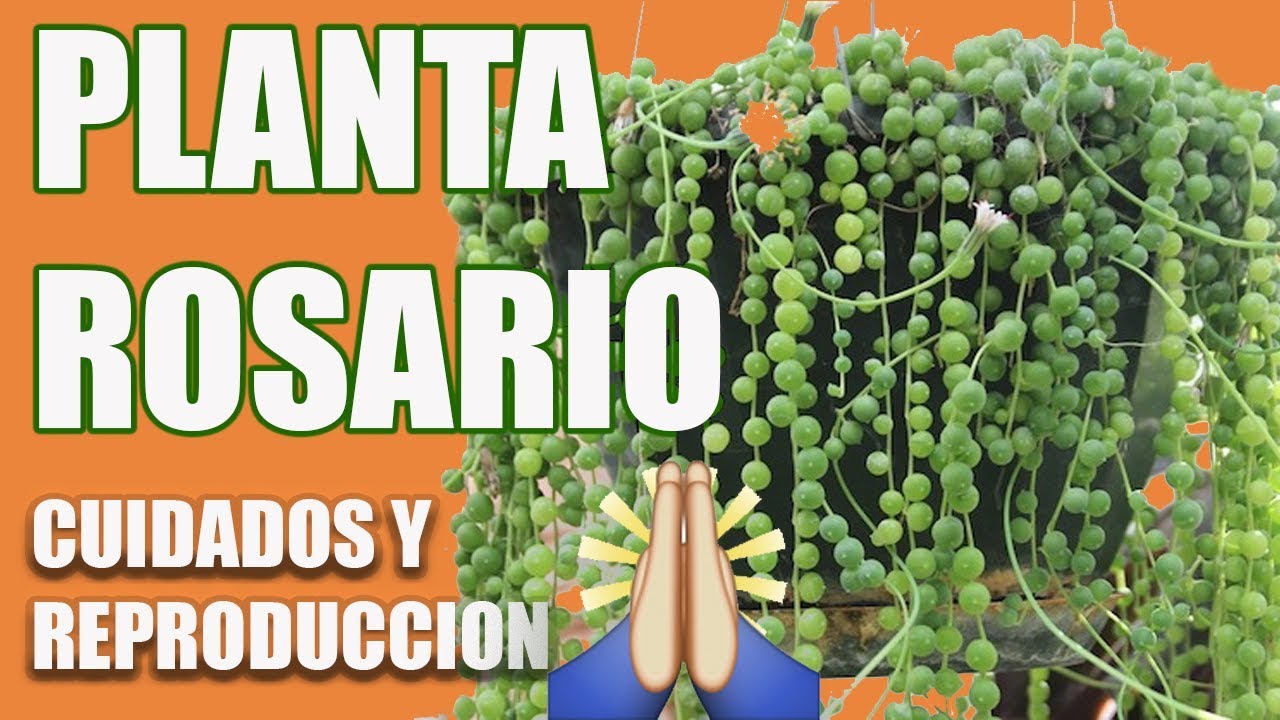 EL ROSARIO DE MI MAMI - El jardin de Monii