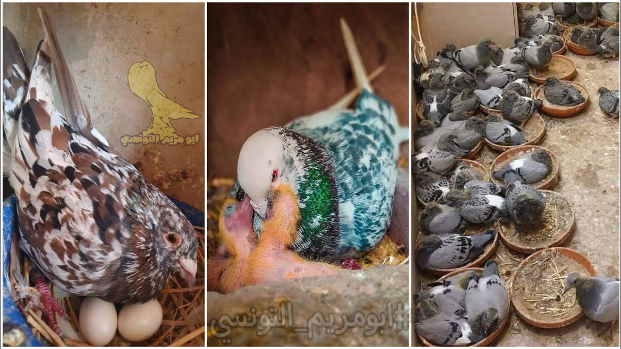 ازاي تعمل حمام تحضين حنين والحضان المناسب لكل نوع حمام زينه او غزار