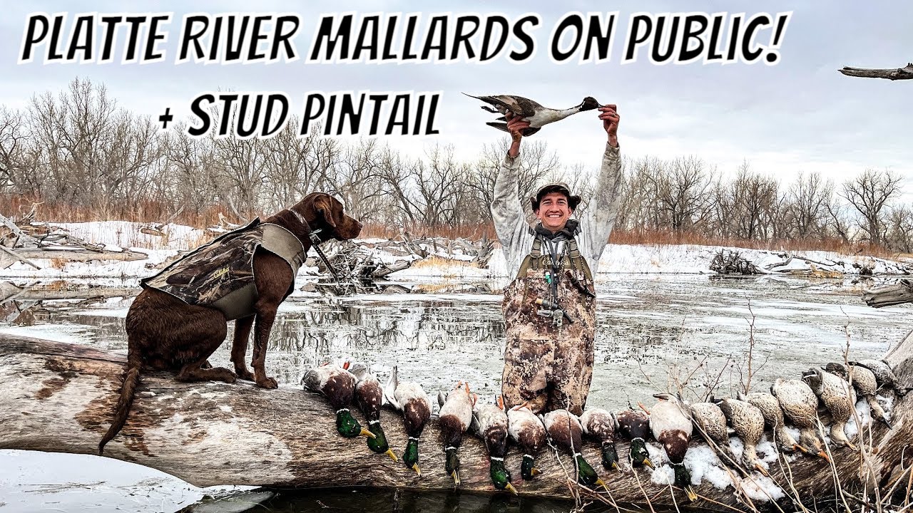 Platte River Mallards + Stud Pintail | Public Land Colorado Duck Hunting 2022