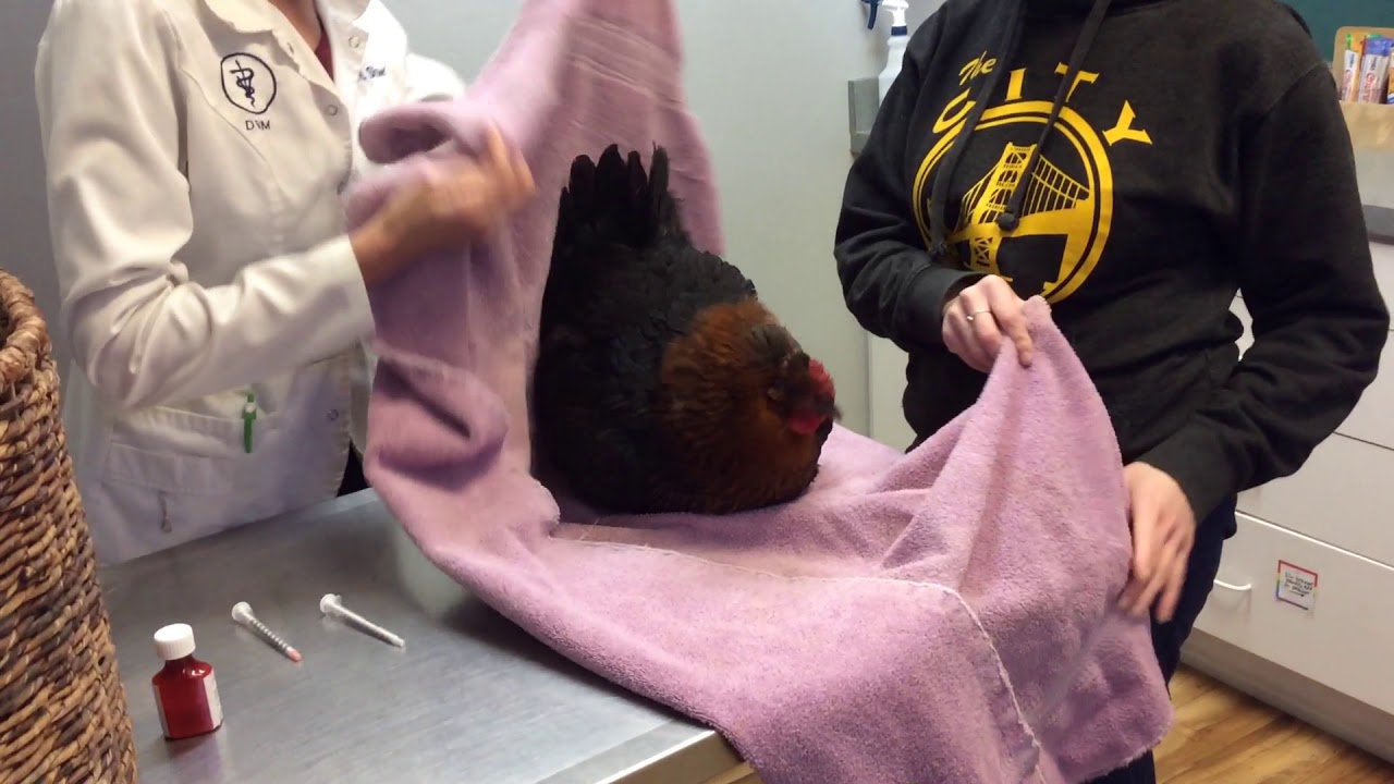 How to give a chicken a liquid oral medication