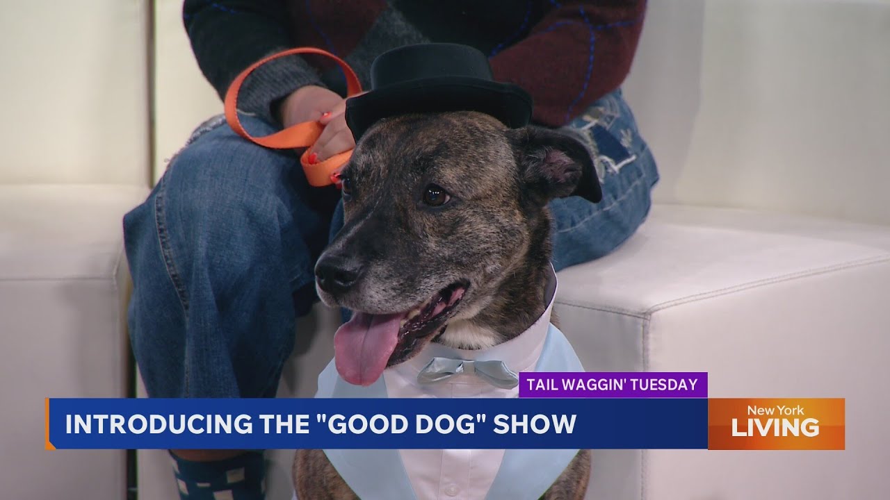 Introducing the 'Good Dog' show