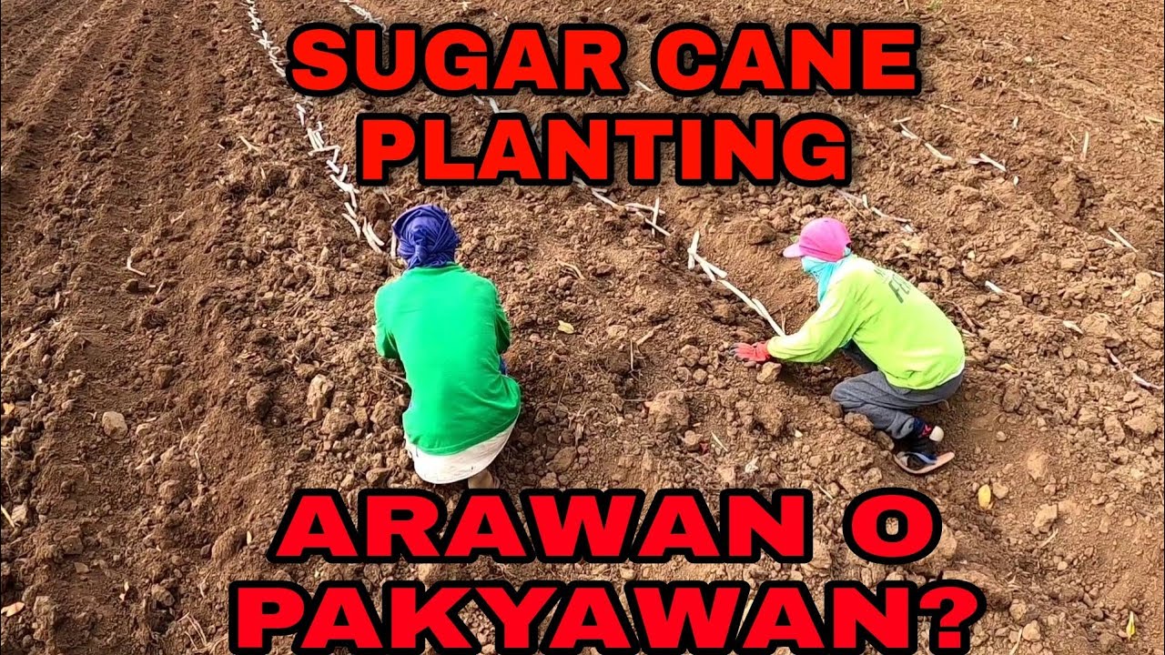 EP36: SUGARCANE PLANTING METHODS | 10000 PCS KITA KA NG 800 PESOS