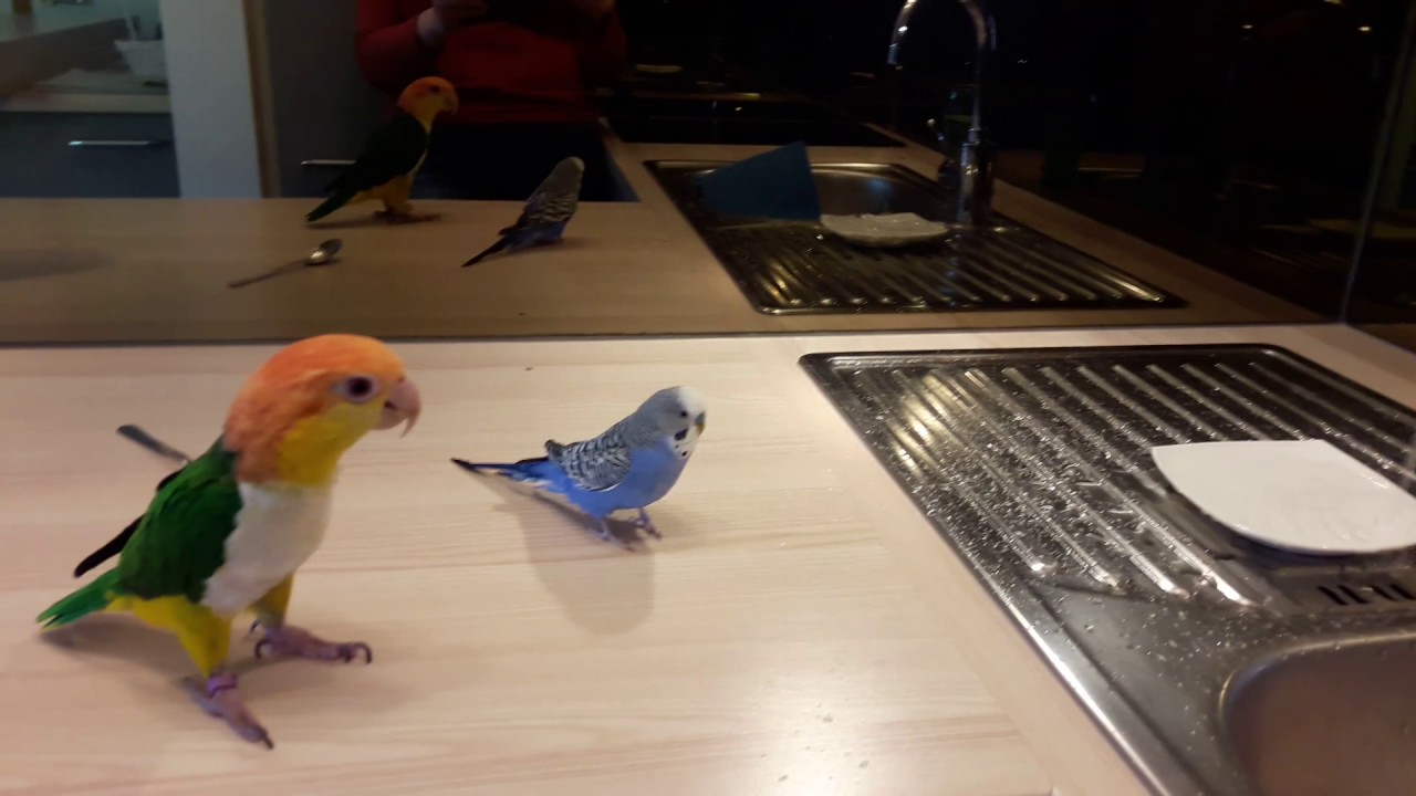 Stupsi, Zwicki und Blue baden was das Zeug hält
