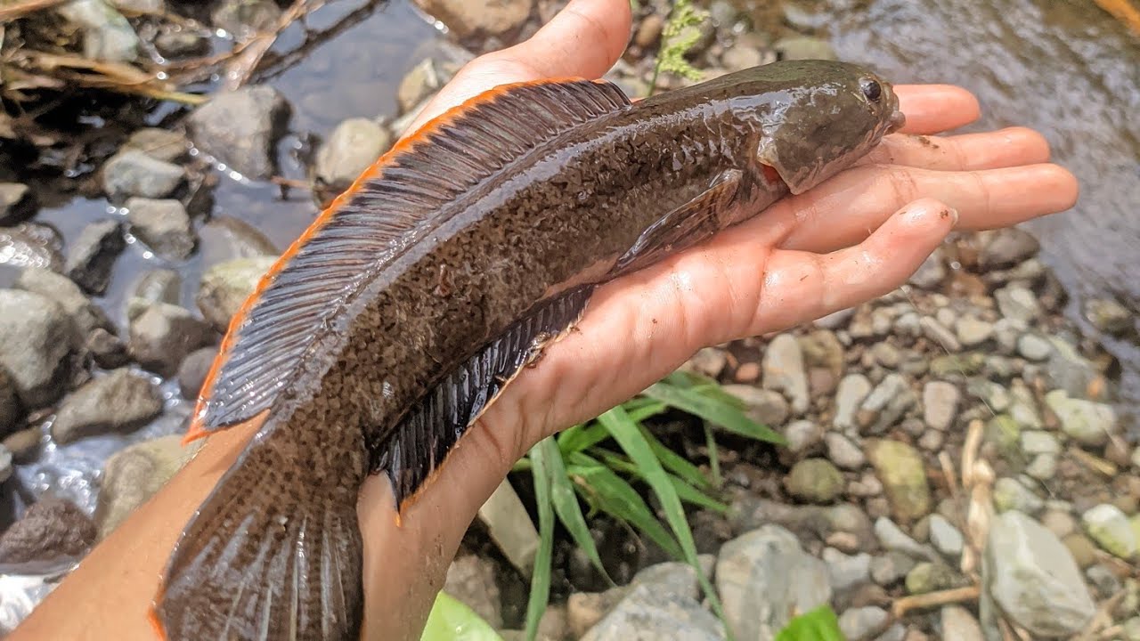 WOW! MANCING CHANA LIMBATA SUPER BABON! TARIKANYA WOW!