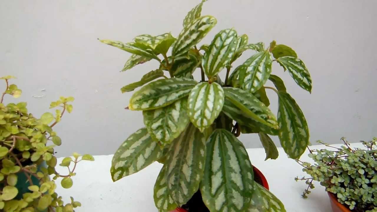 Plantas para atraer el dinero