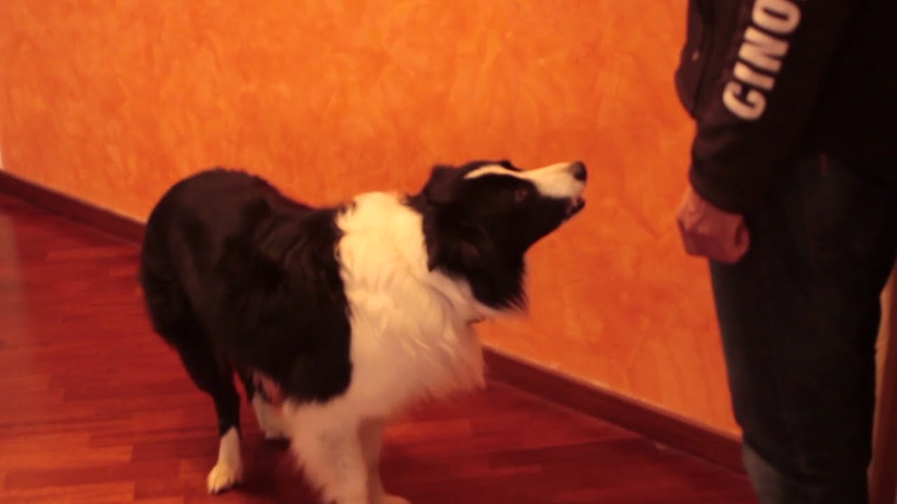 Tutorial ruota con il cane  - DobreDog