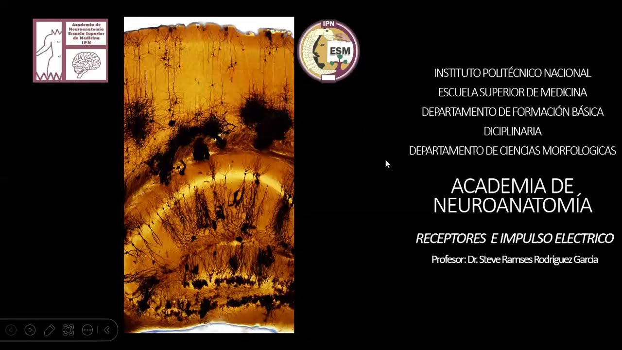 NEUROANATOMÍA- RECEPTORES Y FIBRAS NERVIOSAS