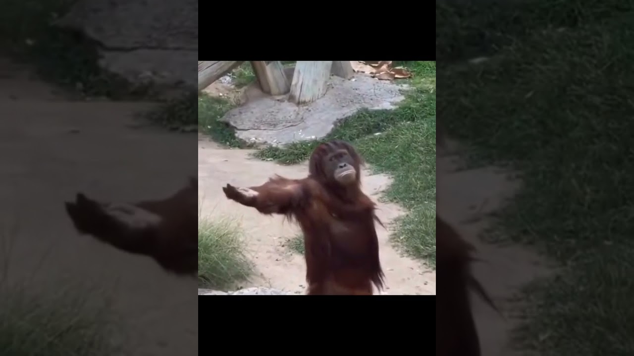 Orangutan Demands For Food.