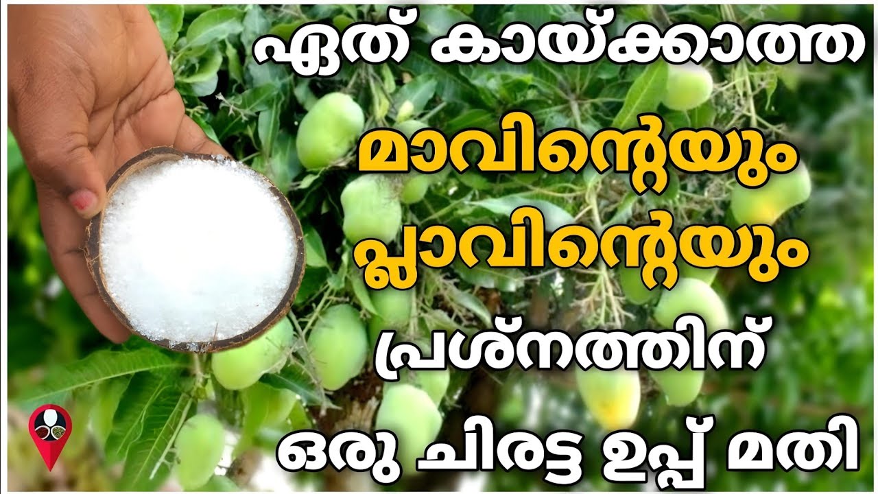 മാവും പ്ലാവും കായ്ക്കാൻ | mavu pookan malayalam tip | How to increase mango and jackfruit production