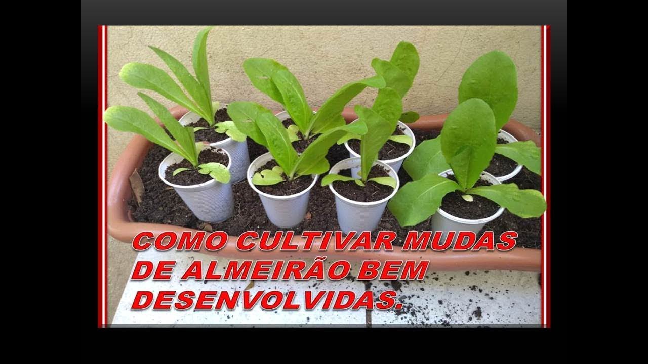 COMO CULTIVAR MUDAS DE ALMEIRÃO BEM SUCEDIDAS.