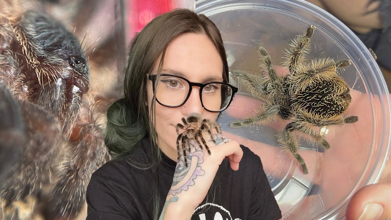 FUZZIEST SPIDER EVER & Adorable Pink Toe get PERFECT UPGRADES! (Beginner Friendly!!)
