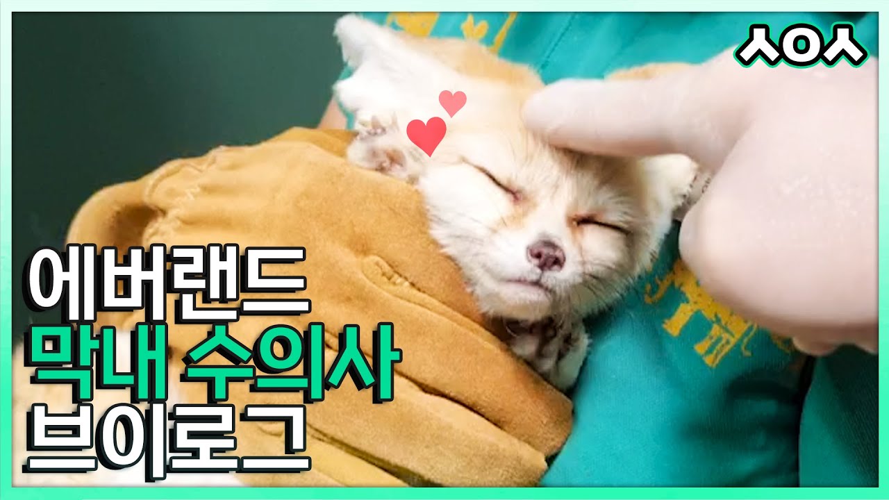 에버랜드에서 일하는 수의사의 하루는 어떨까? 기린부터 코끼리, 사막여우까지 뿌빠 세계관 대통합!!💕│브이로그│Everland Vet Vlog