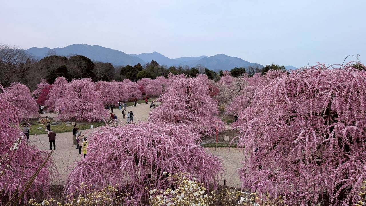 【しだれ梅まつり】鈴鹿の森庭園2026年3年2日