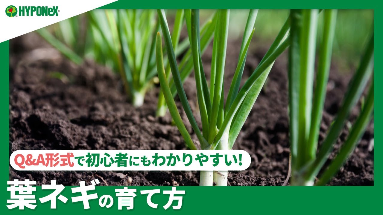 ☘119:【Q&A】葉ネギの育て方｜何度も収穫するためのコツや、種まきや肥料などの管理方法もご紹介 【PlantiaQ&A】植物の情報、育て方をQ&A形式でご紹介