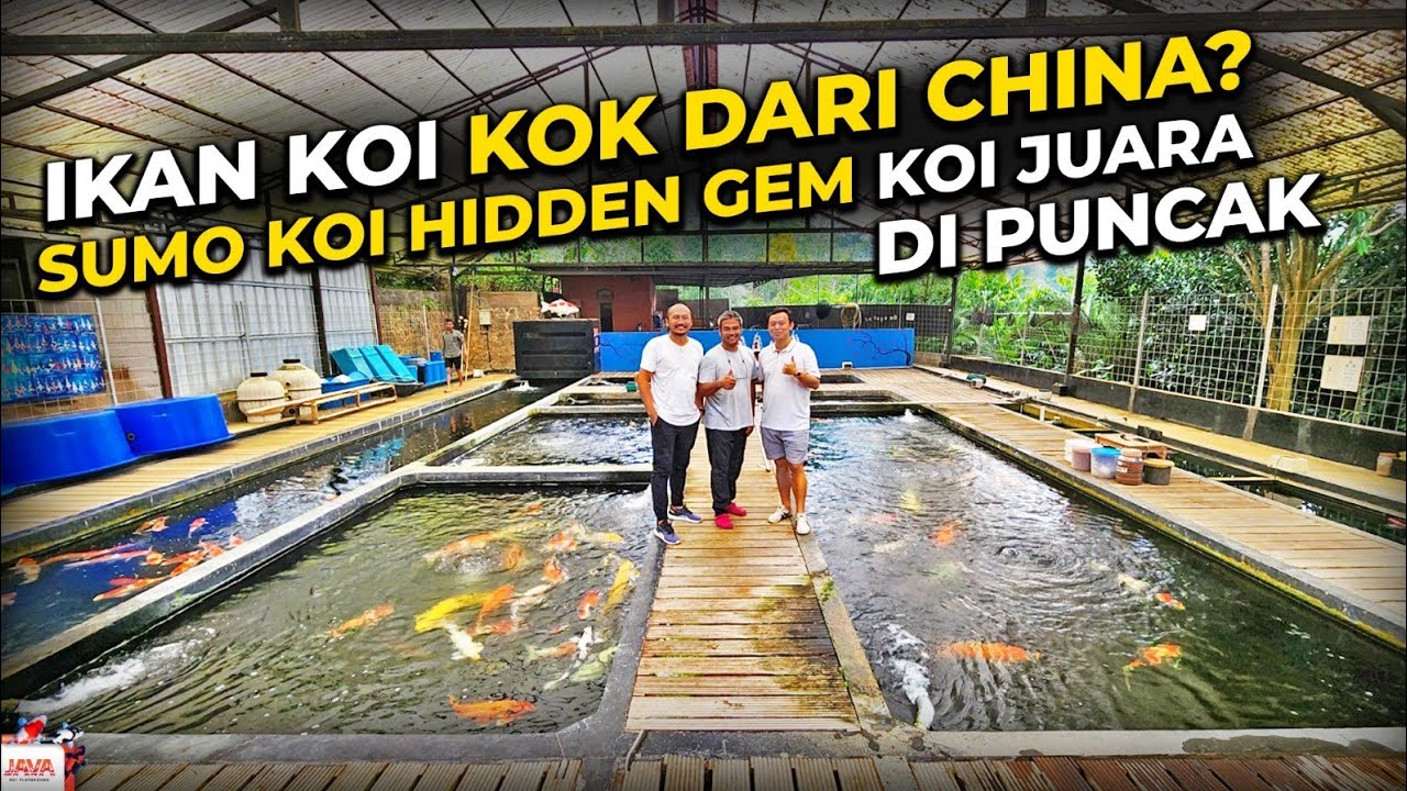 GREBEK SUMO KOI CENTER | HIDDEN GEM KOI JUARA DI PUNCAK BOGOR!