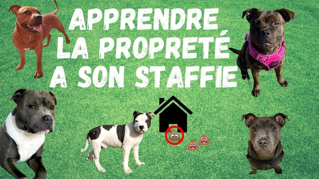 APPRENDRE LA PROPRETE A SON STAFFIE //STAFFORDSHIRE BULL TERRIER: éducation , dressage pour chien