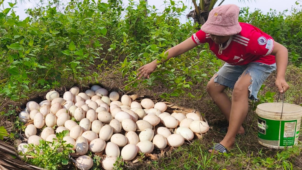 OMG a farmer pick a lot of duck eggs under grass at rice field near road pick by hand skills