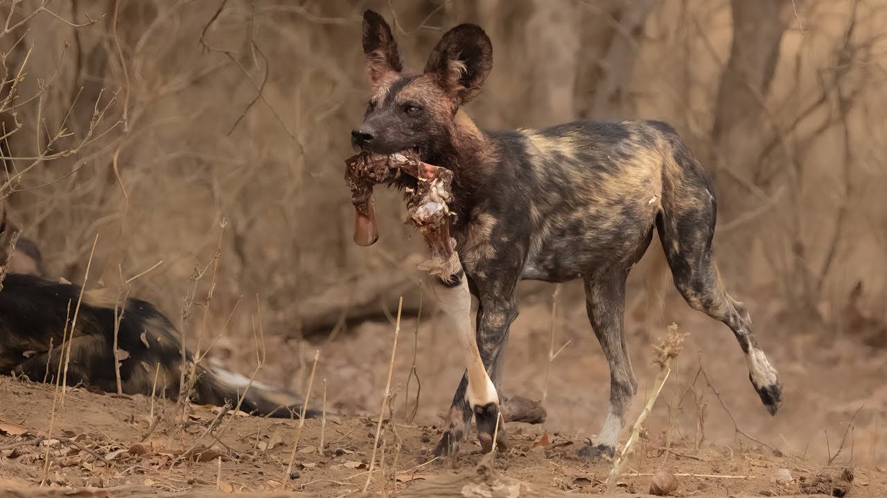 Wildlife Sightings from Matusadona and Mana Pools Safari Oct 2024