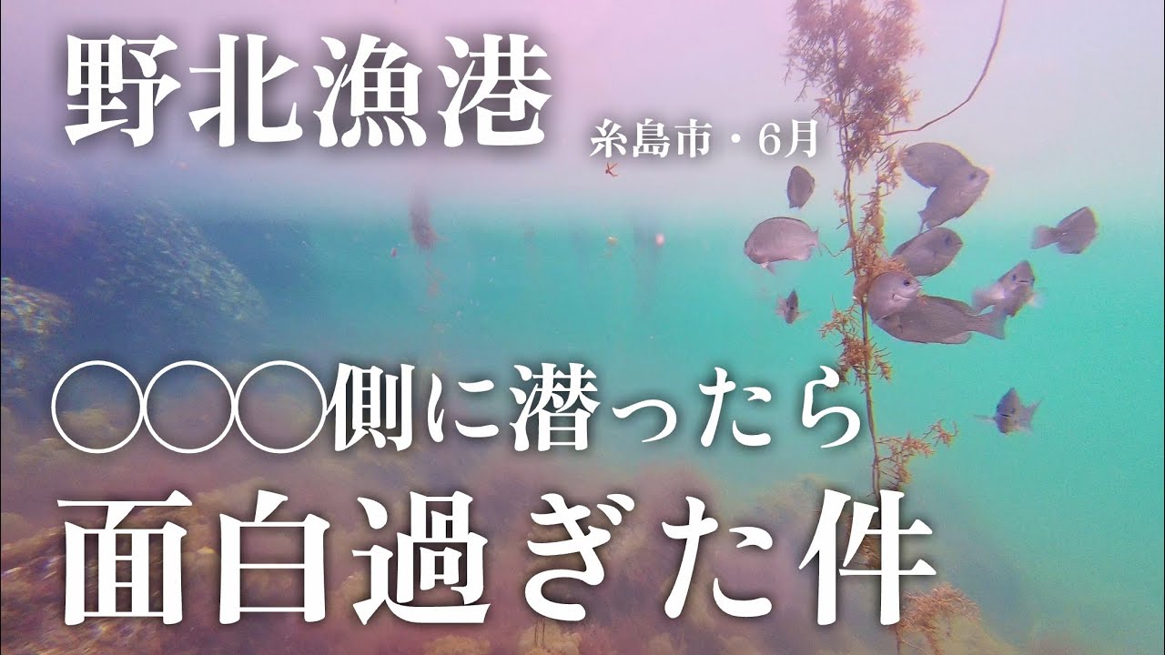 【野北漁港・海中映像】6月梅雨の野北漁港を海中探索！そして誰も寄りつかないテトラ側も潜ってみたよ！✨🐟🐟🐟釣り✨#207 福岡釣部 in 福岡・糸島・佐賀・北九州・玄界灘・広島・岡山・瀬戸内海