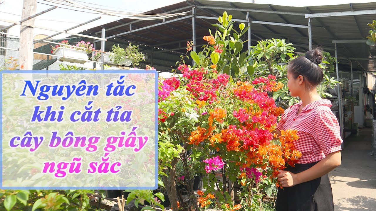 NGUYÊN TẮC CẮT TỈA CHO CÂY BÔNG GIẤY NGŨ SẮC NỞ HOA ĐỒNG LOẠT, TÁN ĐỀU ĐẸP