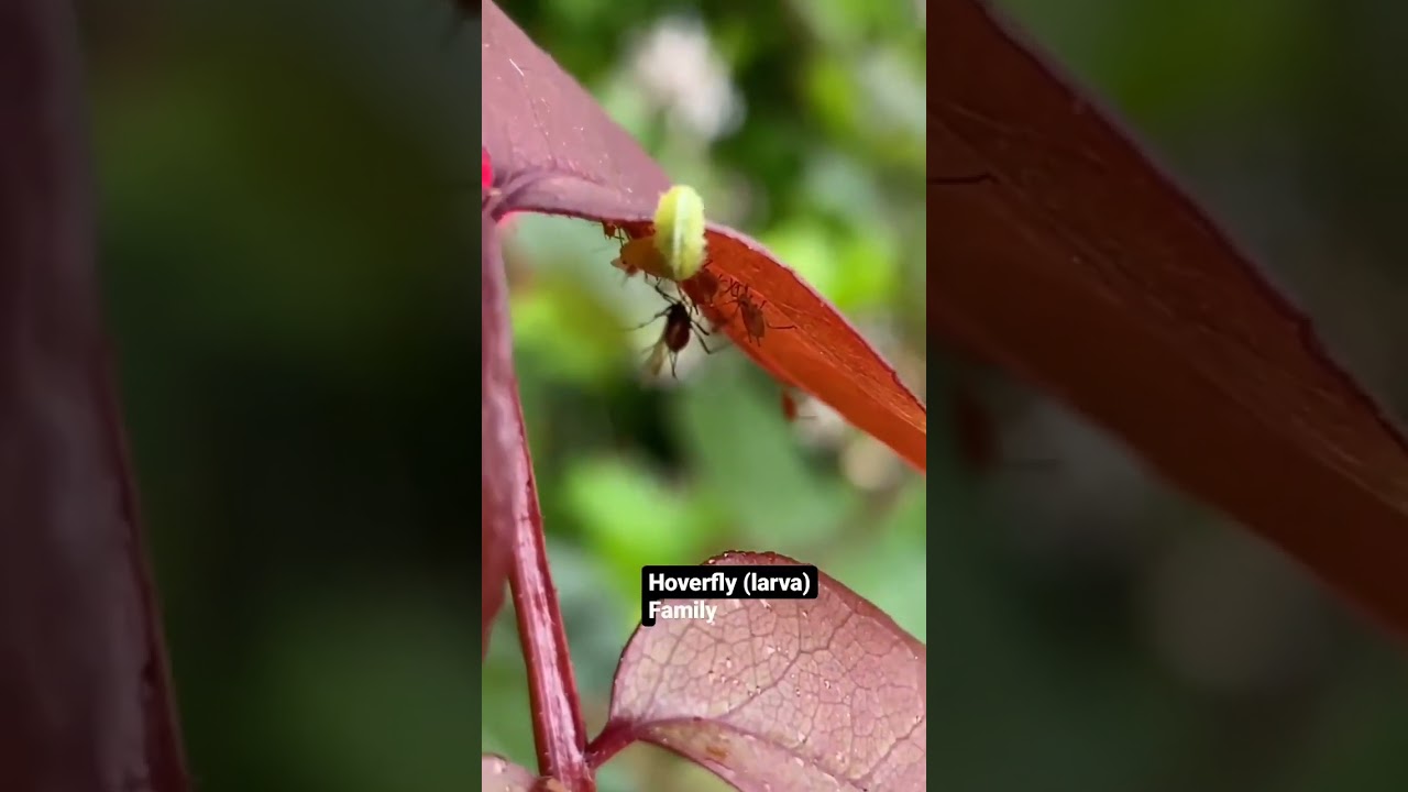 Hoverfly Larva = Hundreds of Aphids Controlled