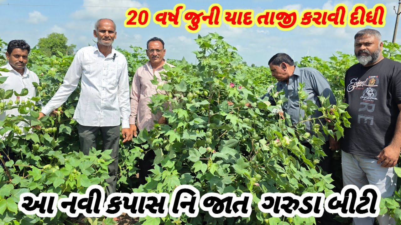 Bt crops cotton seeds best results in 2025 big balls vairaty gujrat NCS GARUDDA BG|| BT COTTON SEEDS