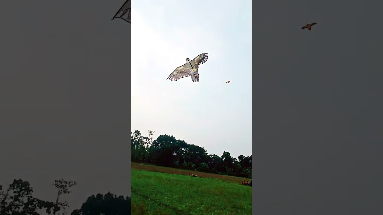 Egale vs Hawk kite Flying Video.How to Fly Egale and Hawk kites.#shorts #birds #viral