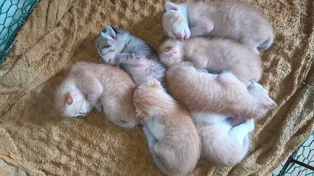 Sleeping well together they are so cute kittens 