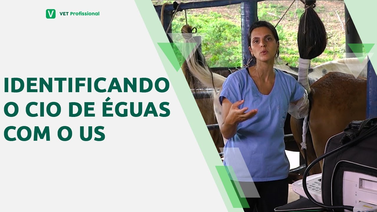 Ultrassonografia do cio em &eacute;guas
