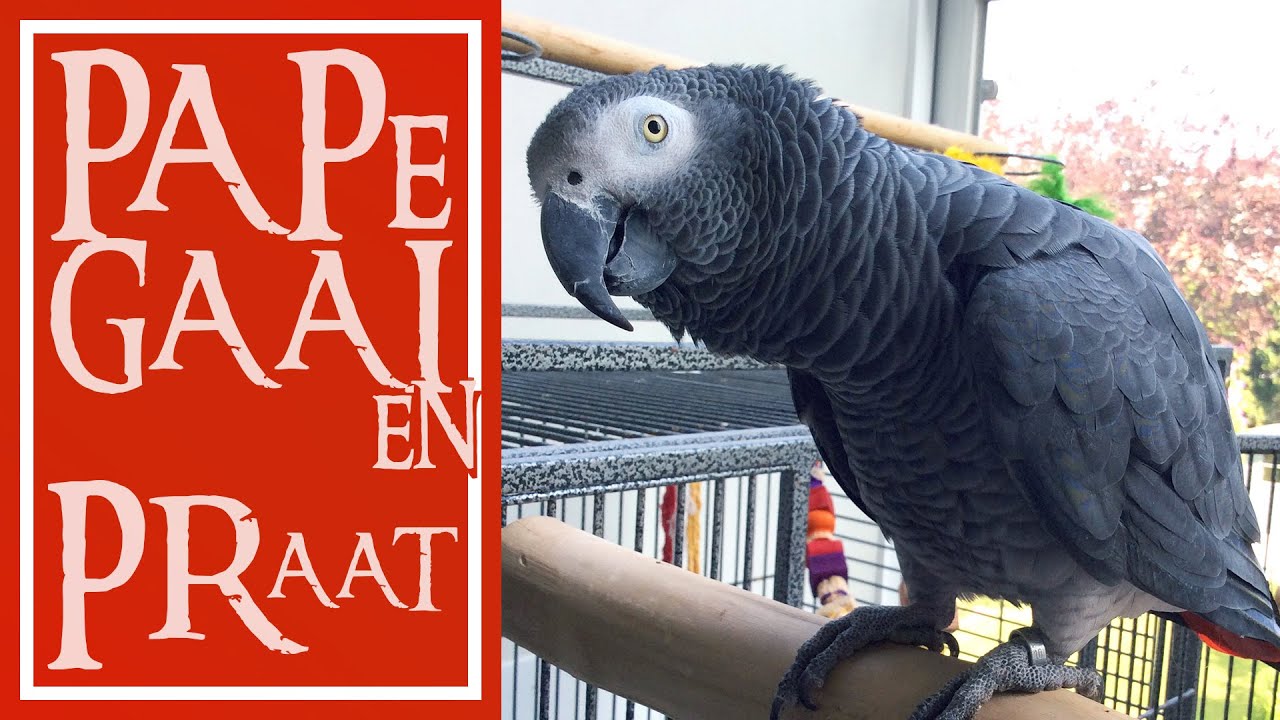 Papegaaien praat met grijze roodstaart papegaai 'Mayday'