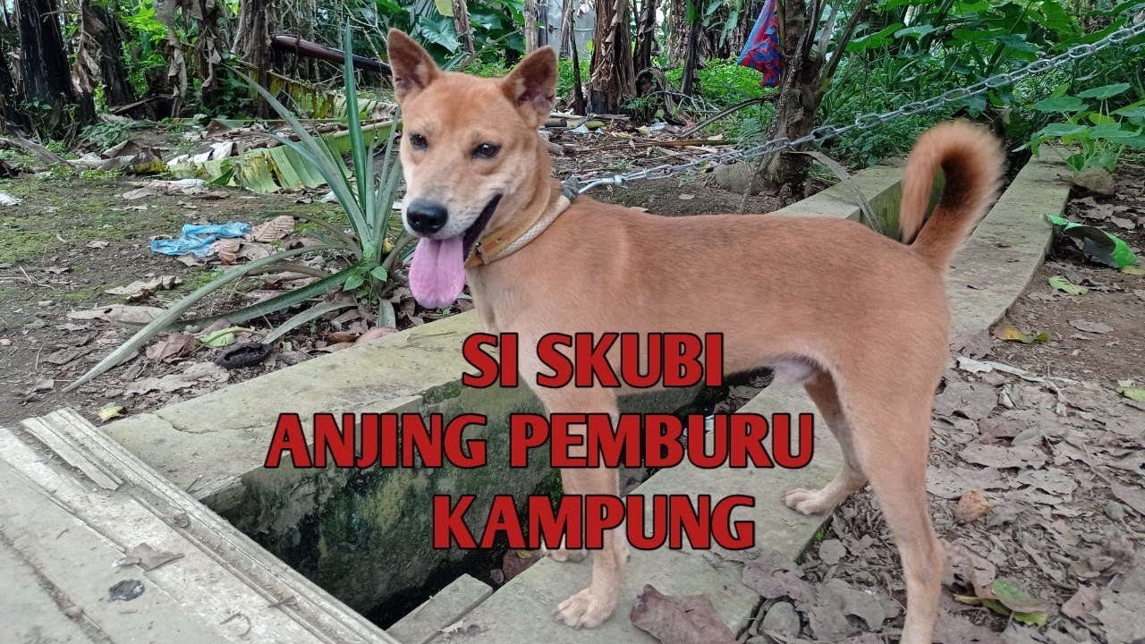 SI SKUBI ANJING KAMPUNG PEMBURU...