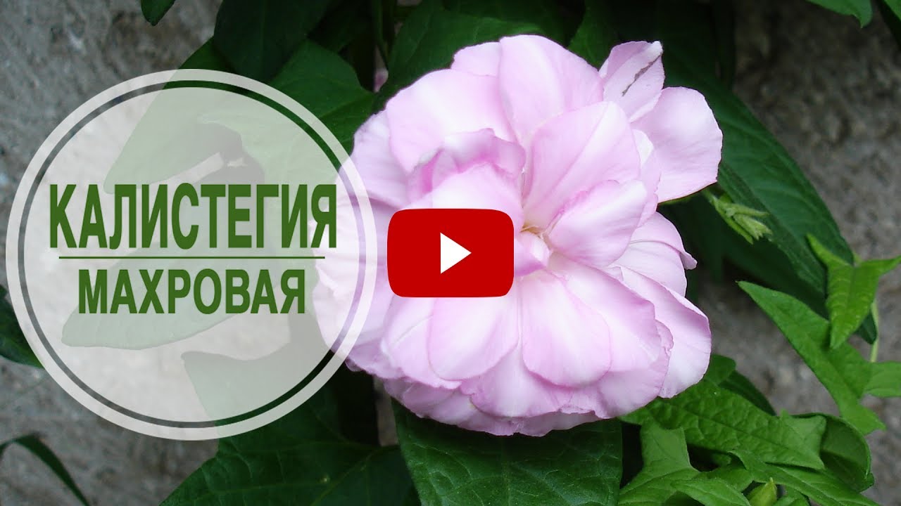 Цветущие лианы для сада 🌺 КАЛИСТЕГИЯ МАХРОВАЯ 🌺 Обзор от HitsadTV