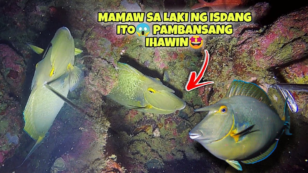 eps.389 MAMAW SA LAKI NG ISDANG ITO😱 PAMBANSANG IHAWIN🤩 #fishing #seafood #fish #kapanatv #viral