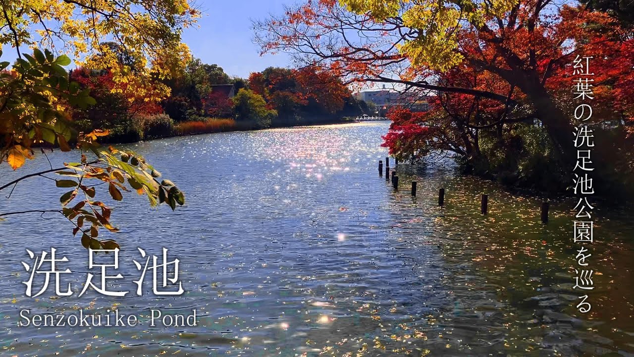 【洗足池 】紅葉の洗足池公園を巡る　#紅葉  #散歩  #洗足池