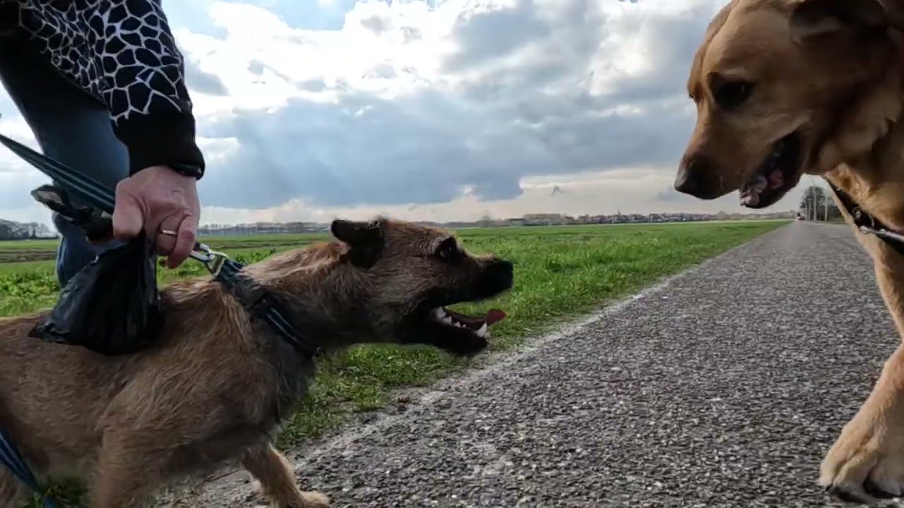 BORDER TERRIER WOODY we're better together