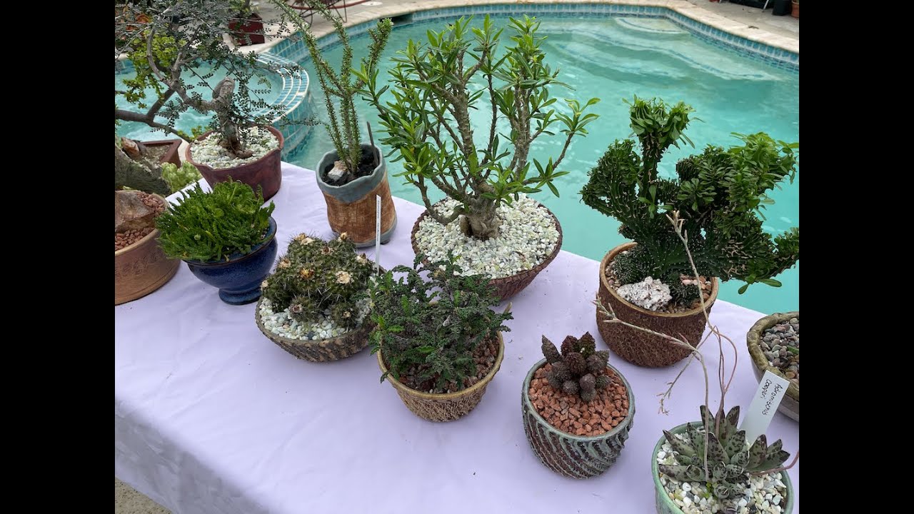 Succulent Jackpot! 21 Rare Cacti & Succulents Part 1 - Episode 73