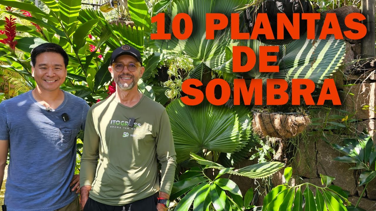 10 PLANTAS para ambientes INTERNOS OU SOMBREADOS.
