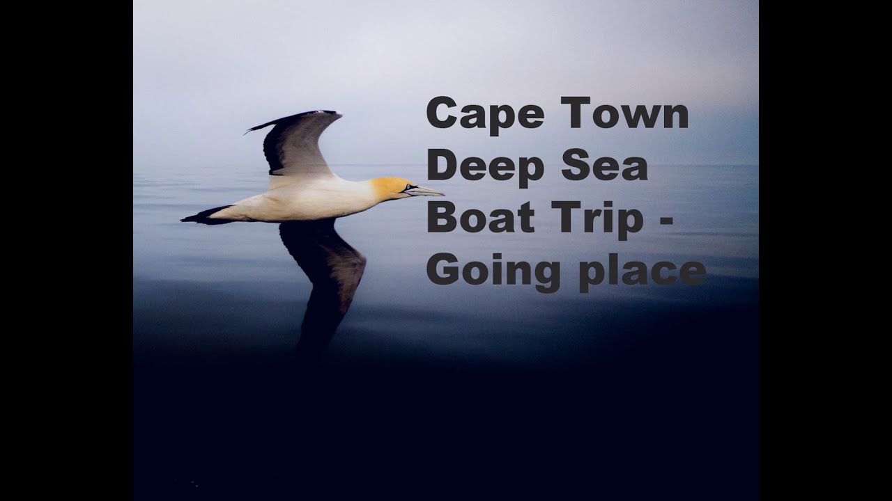 Deep Sea Boat Trip - Cape Town Day Outing - Pelagic Birding Trip - Going Places with Eric & Jacobus