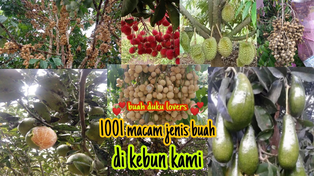 Serba Serbi Tanaman Buah buahan dalam 1 Hamparan kebun