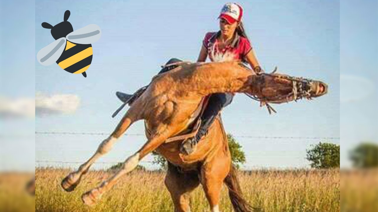 Hoje é Dia DELAS, das COWGIRL ABEIA 😂