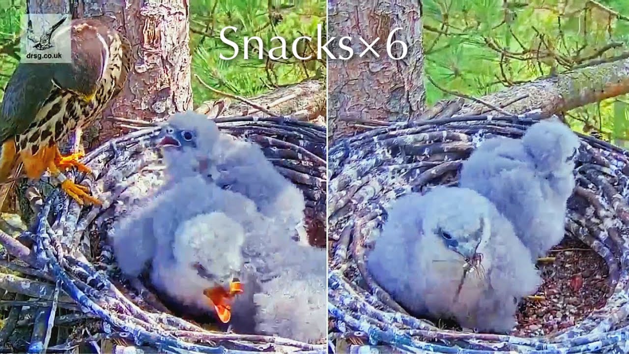 #108🦅🐥20°🐥20°／Falcon Nest 2025🇬🇧 Forestry England South Forest District／Powerd by WildlifeWindows