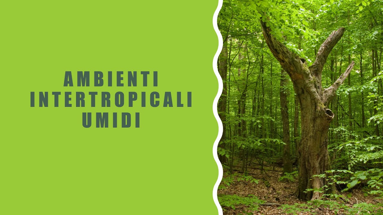 La zona intertropicale umida: foresta pluviale e giungla