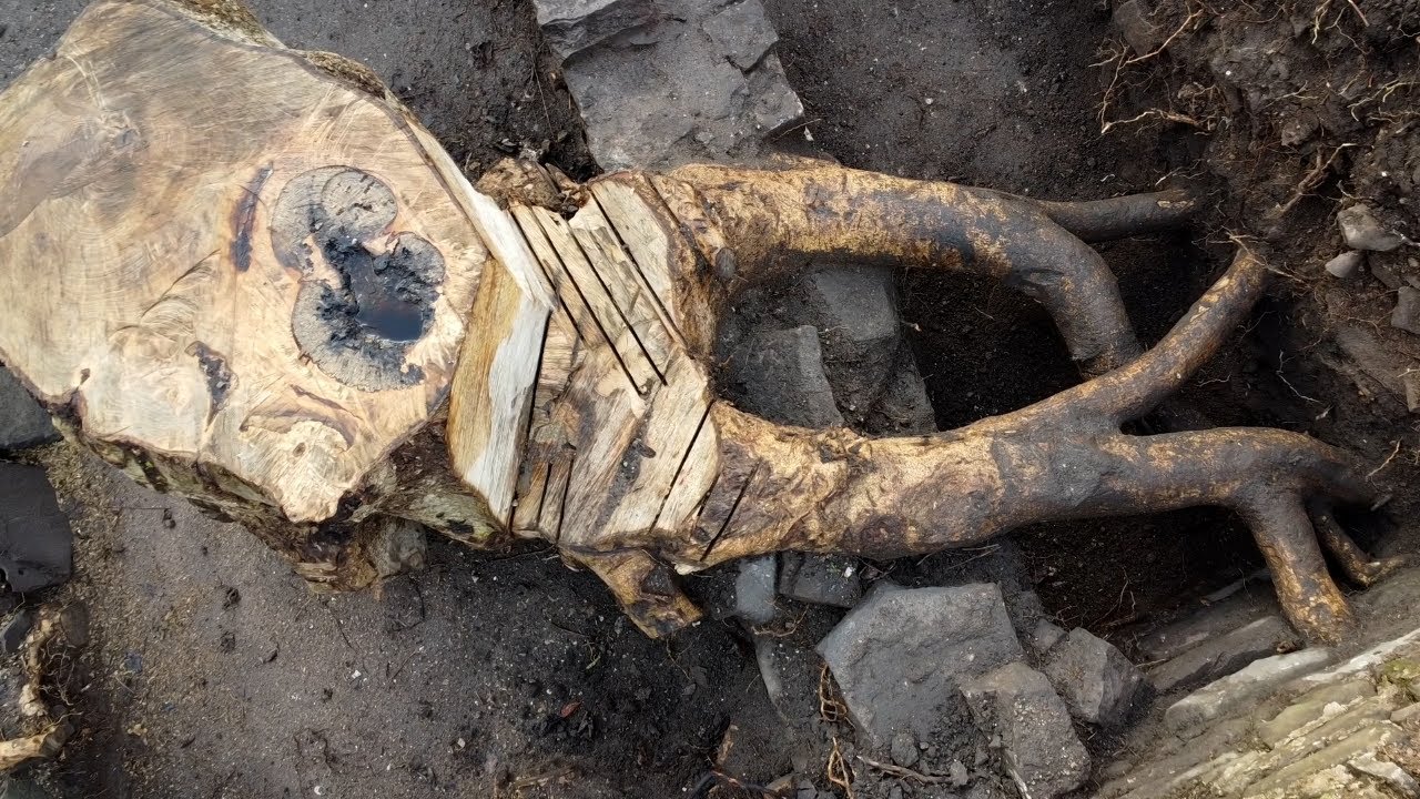 Excavating an entire tree growing from the ruins– timelapse transformation