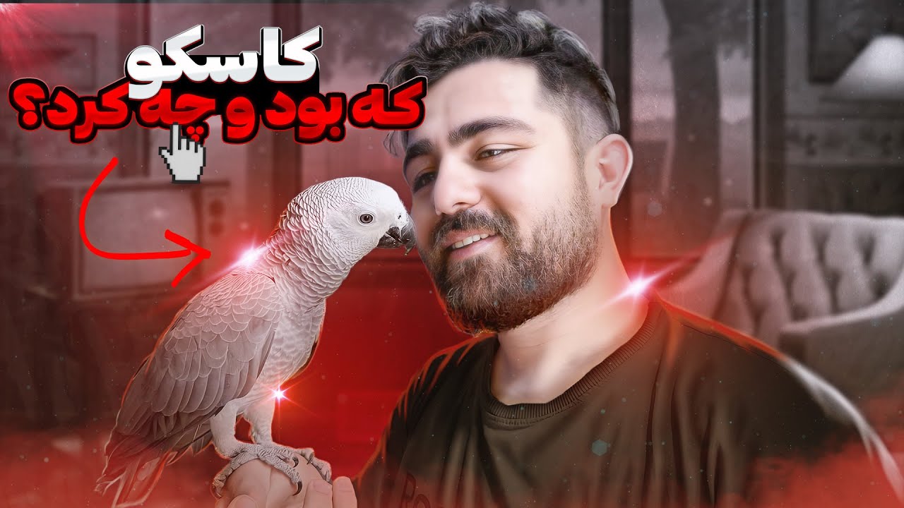 همه چیز درباره طوطی کاسکو || طوطی خاکستری || African Grey Parrot